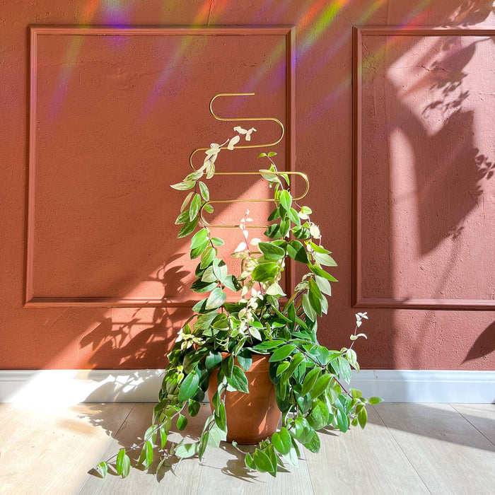 Tuteur doré métal pour plantes grimpantes – Squiggle