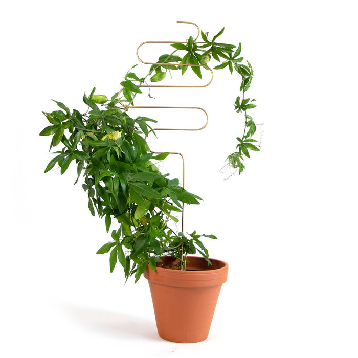Tuteur doré métal pour plantes grimpantes – Squiggle