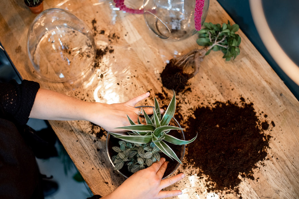 [Atelier Terrarium]