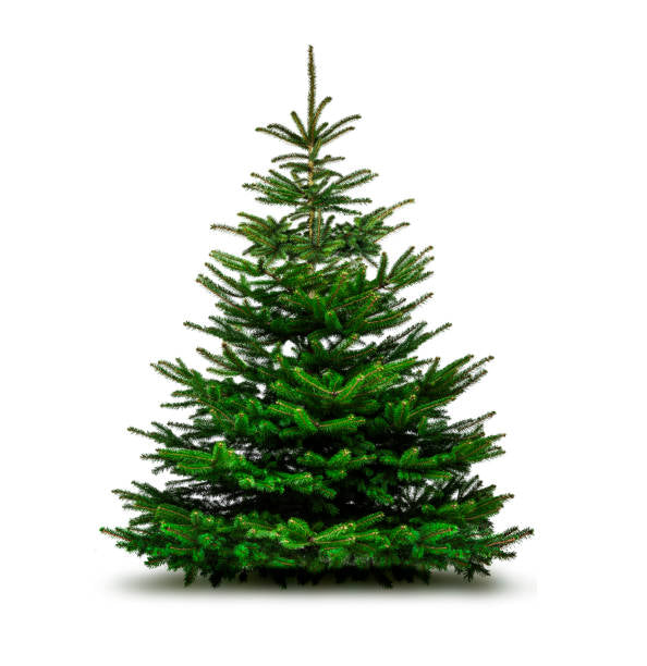 Sapin Nordmann d'Anjou