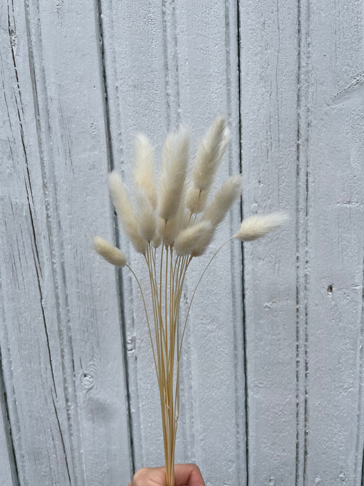 Lagure blanche