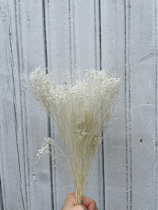 Broom bloom blanc
