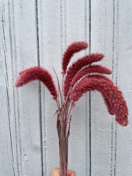 Pennisetum rose