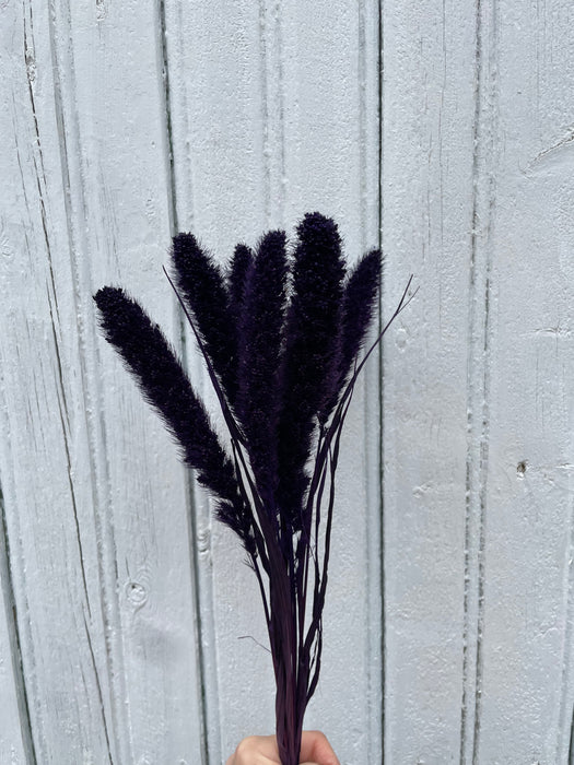 Pennisetum violet