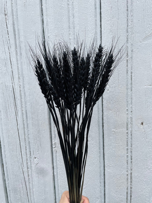 Blé noir
