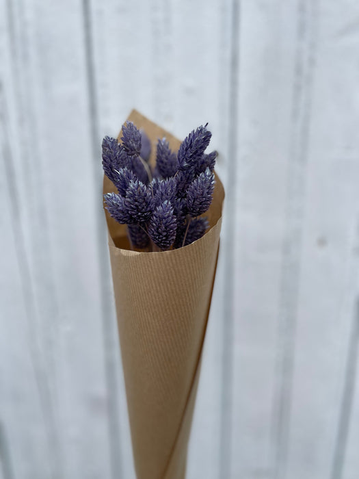 Phalaris violet