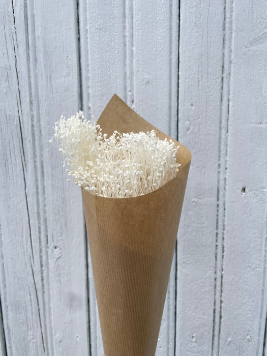 Broom bloom blanc