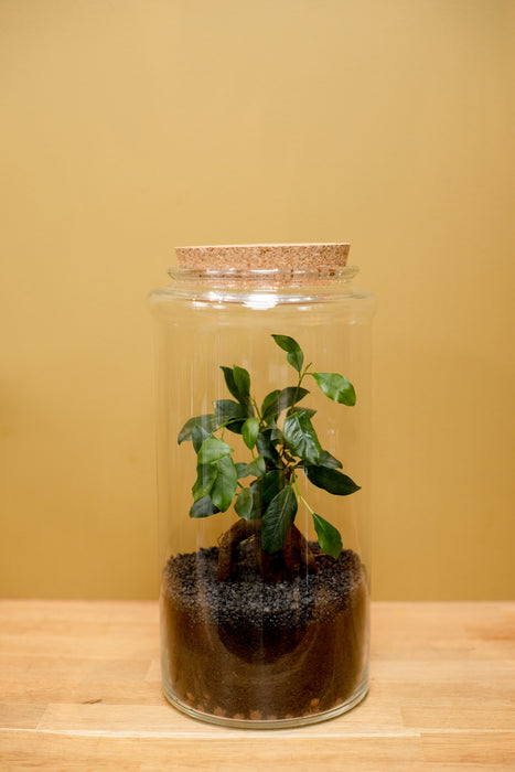 Terrarium et son petit Ficus