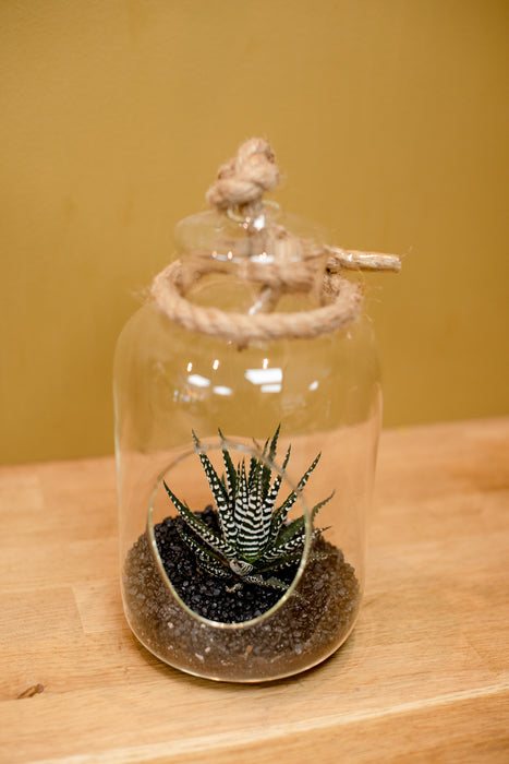 Haworthia et sa verrerie