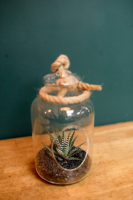 Haworthia et sa verrerie