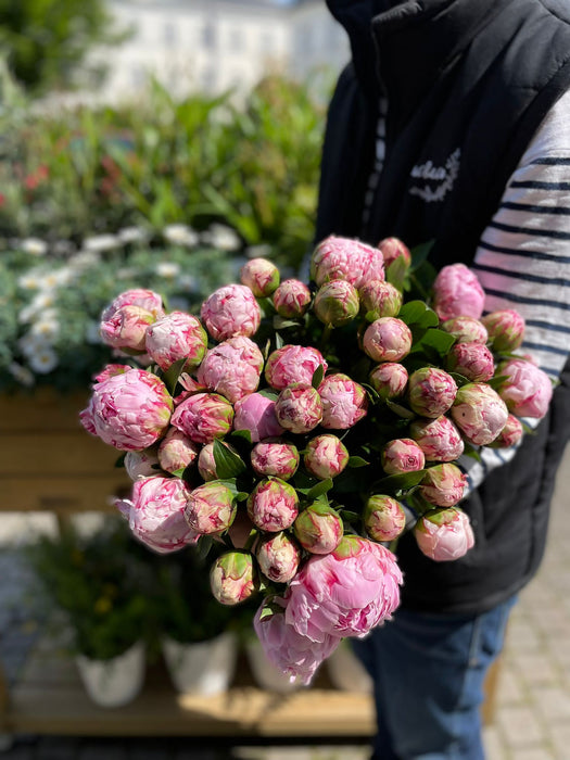 Le bouquet de Pivoines