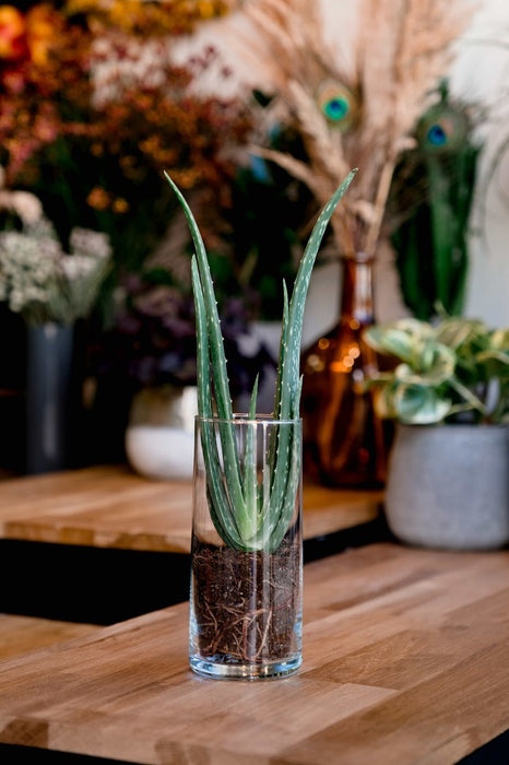 L’Aloé Vera et son vase