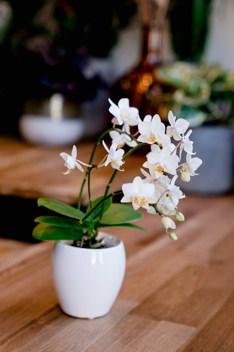 La petite Orchidée à petites fleurs