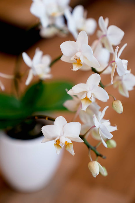 La petite Orchidée à petites fleurs