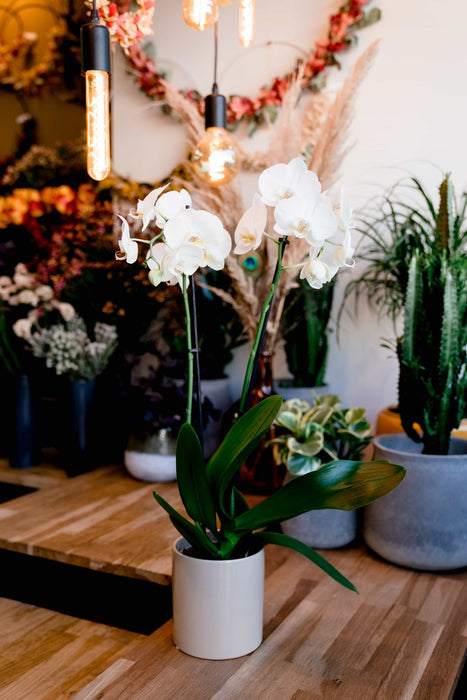 La grande Orchidée blanche, 2 tiges et son cache-pot basic blanc