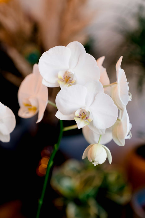 La grande Orchidée blanche, 2 tiges et son cache-pot basic blanc